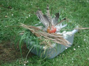 Ground
Parrot